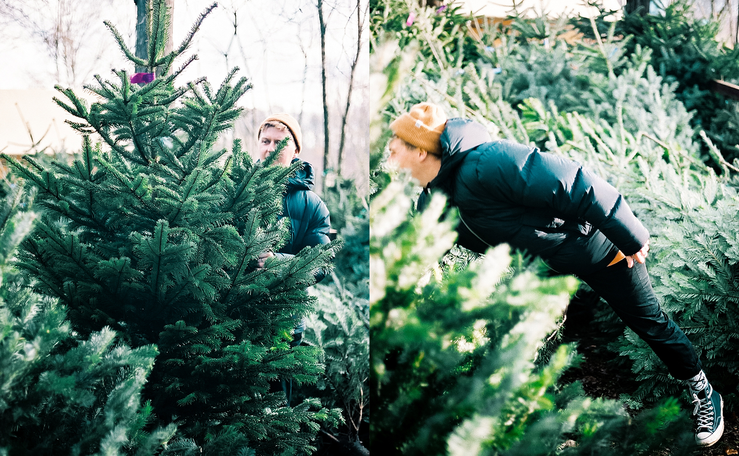 Christmas Tree Picking | 2019 🌟